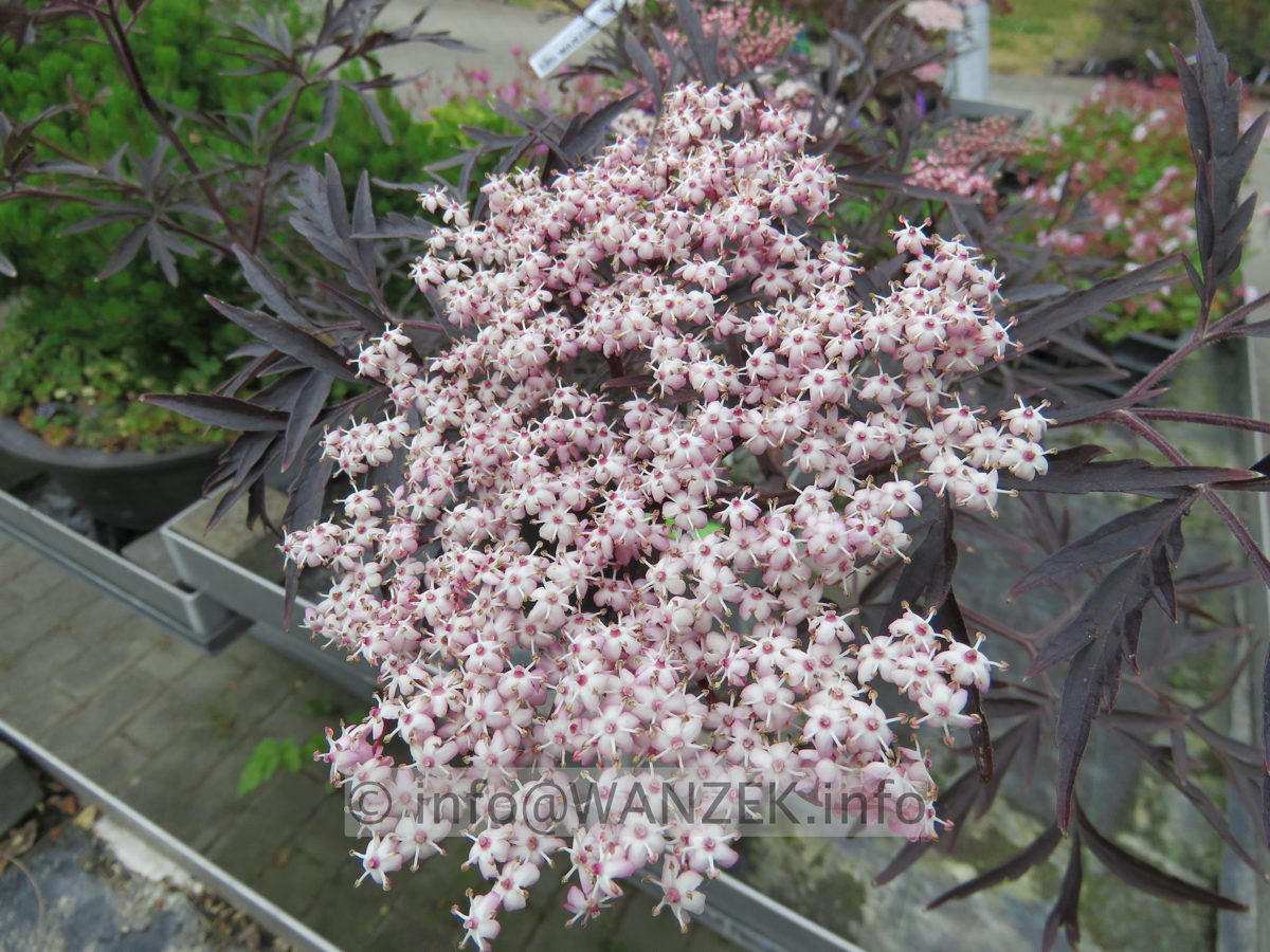 Sambucus nigra Black Lace 02 Bluete nah.JPG